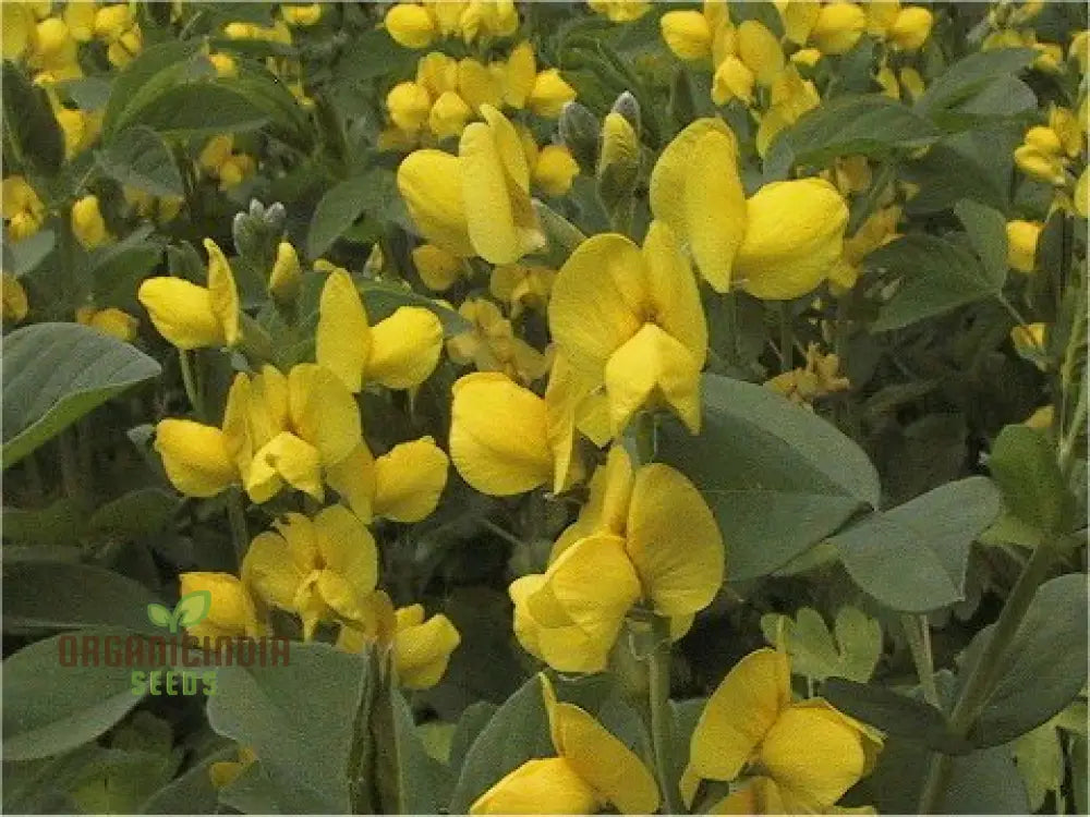 Thermopsis Lanceolata Seeds For Your Gardening Needs - Premium Quality Lush Vibrant Blooms In Garden