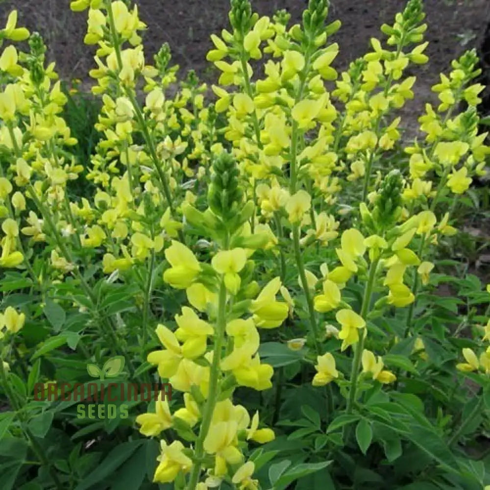 Thermopsis Lanceolata Seeds For Your Gardening Needs - Premium Quality Lush Vibrant Blooms In Garden