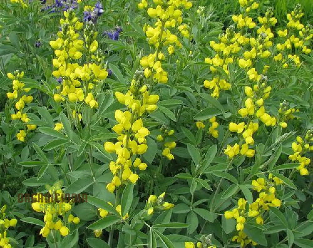 Thermopsis Lanceolata Seeds For Your Gardening Needs - Premium Quality Lush Vibrant Blooms In Garden