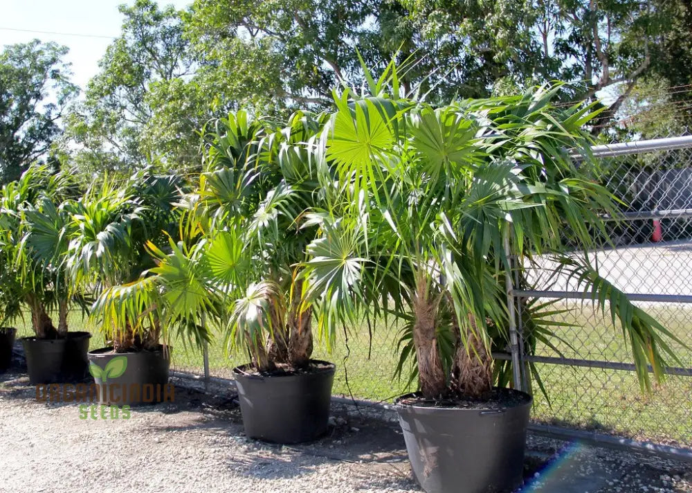 Thrinax Radiata Seeds For Exotic Gardening | Rare Palm Tropical Garden Enthusiasts