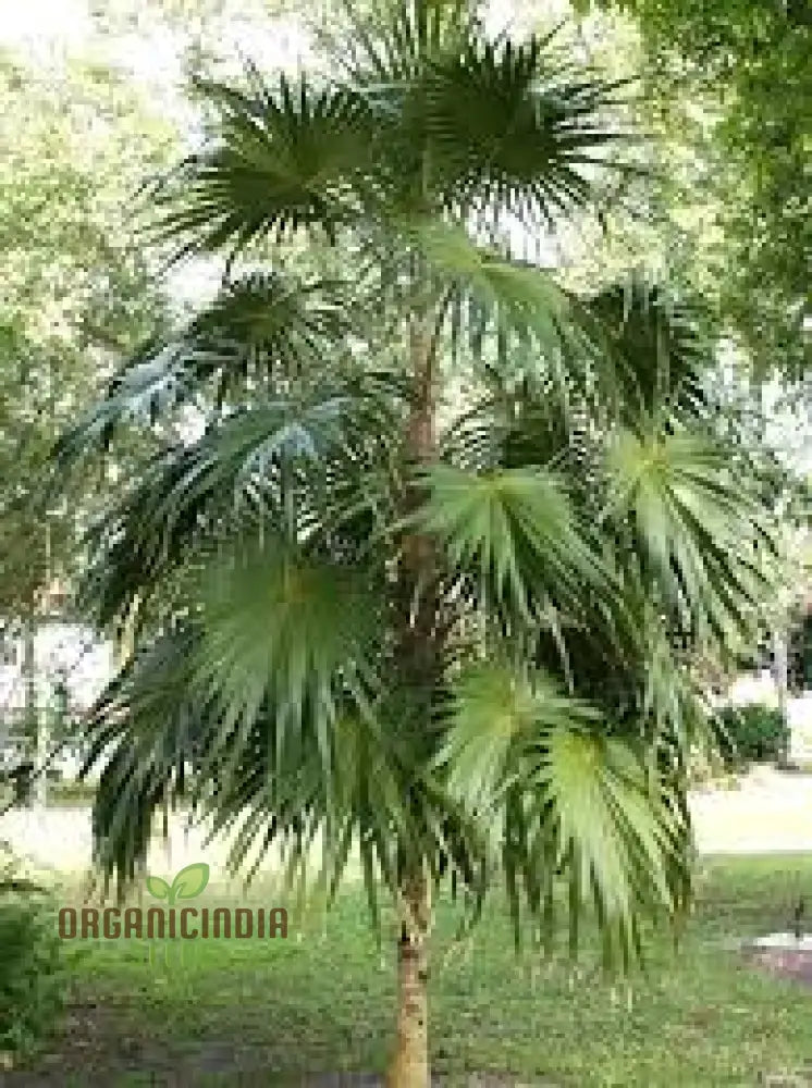 Thrinax Radiata Seeds For Exotic Gardening | Rare Palm Tropical Garden Enthusiasts