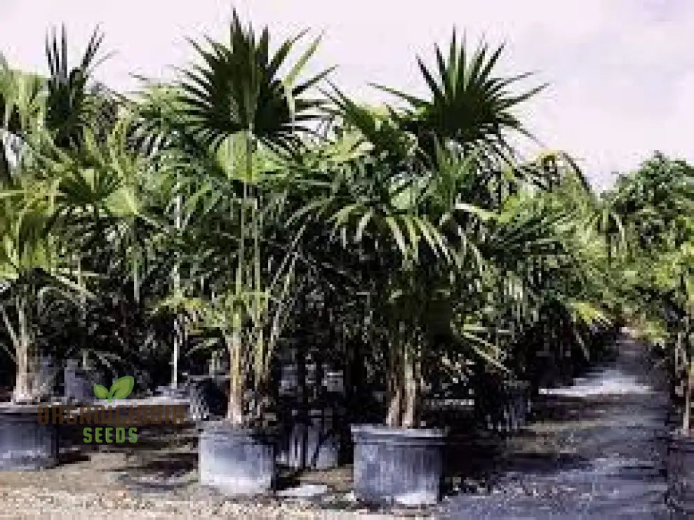 Thrinax Radiata Seeds For Exotic Gardening | Rare Palm Tropical Garden Enthusiasts