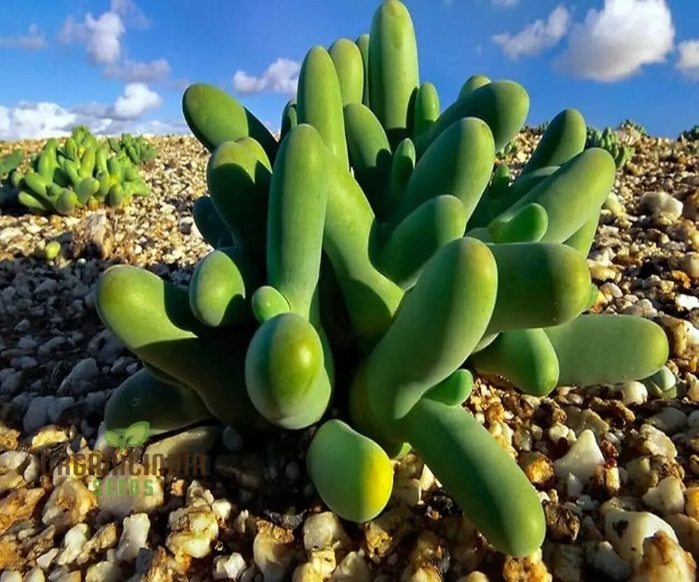 Thumb Succulent Planting Seeds Growing Unique And Hardy Plants For Your Garden