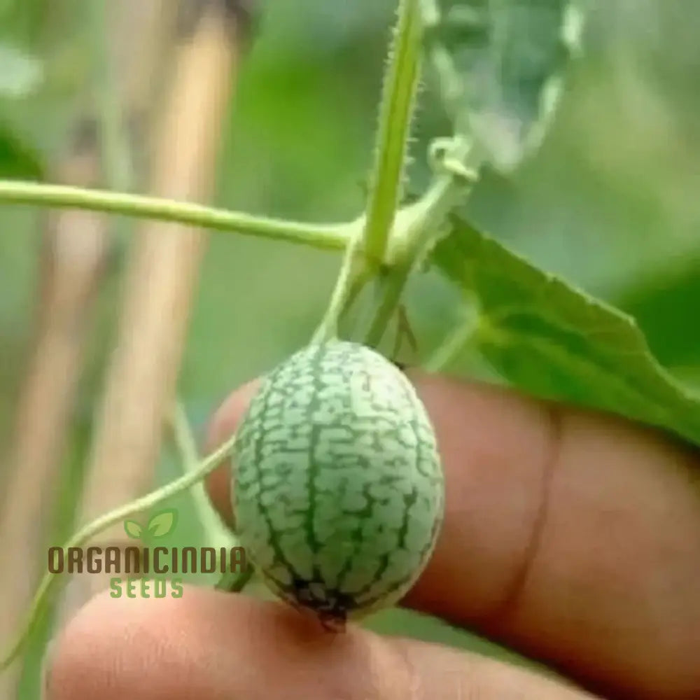 Thumb Watermelon Seeds - Grow Your Own Petite And Flavorful Watermelons