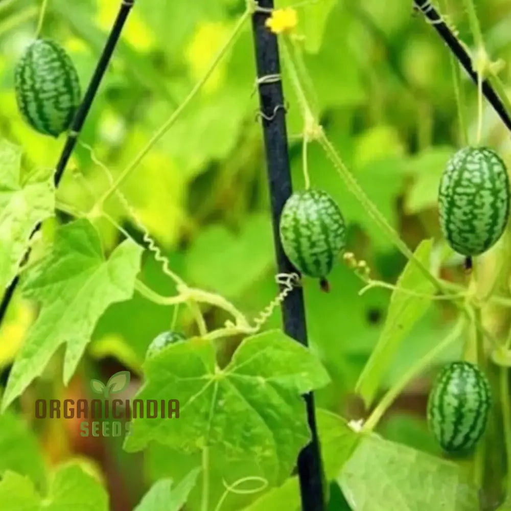 Thumb Watermelon Seeds - Grow Your Own Petite And Flavorful Watermelons