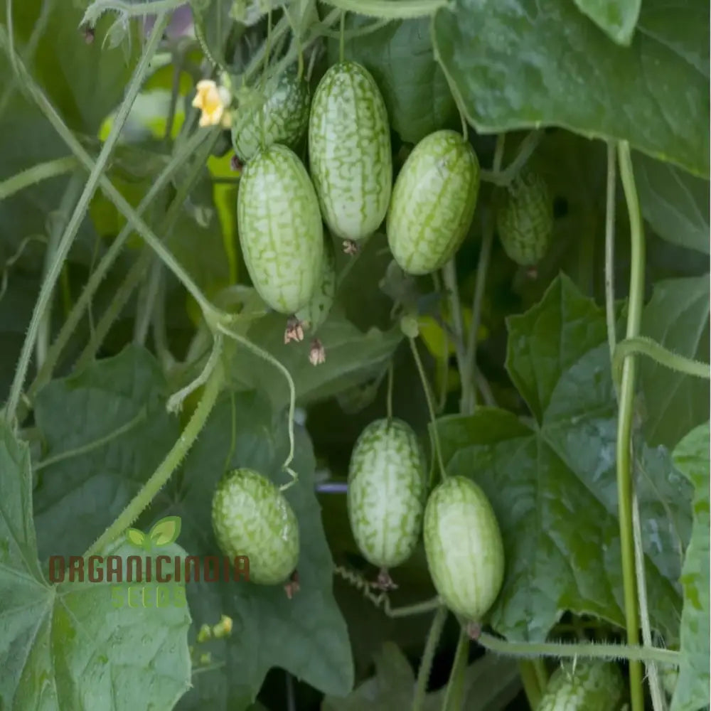 Thumb Watermelon Seeds - Grow Your Own Petite And Flavorful Watermelons