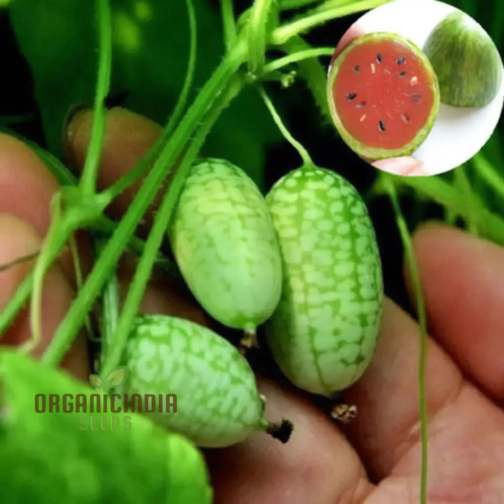 Thumb Watermelon Seeds - Grow Your Own Petite And Flavorful Watermelons