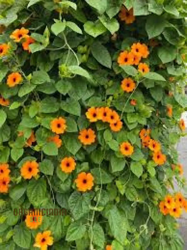 Thunbergia Alata Flower Seeds For Planting With Expert Gardening Tips And Advice – Shop Now!’