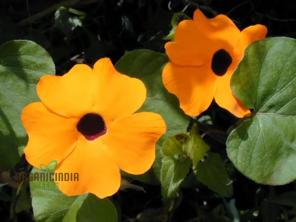 Thunbergia Alata Flower Seeds For Planting With Expert Gardening Tips And Advice â€“ Shop Now!â€™