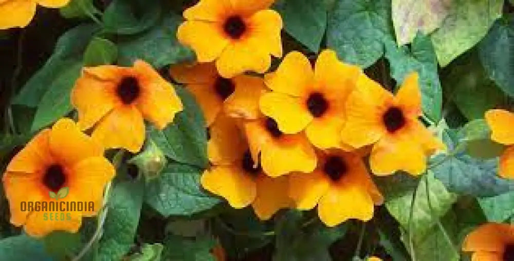 Thunbergia Alata Flower Seeds For Planting With Expert Gardening Tips And Advice – Shop Now!’