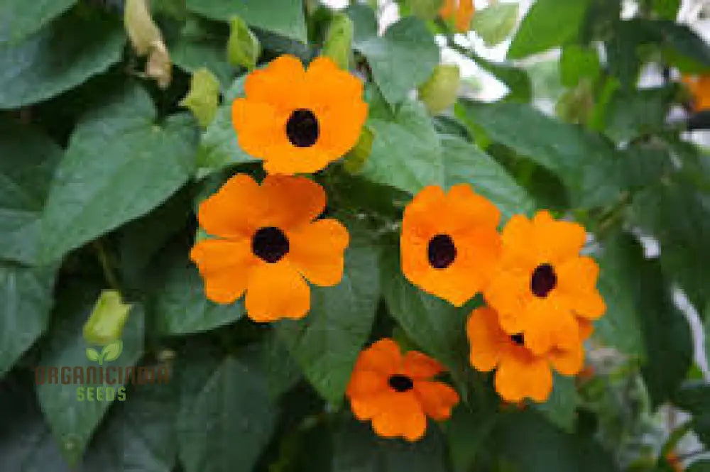 Thunbergia Alata Flower Seeds For Planting With Expert Gardening Tips And Advice – Shop Now!’