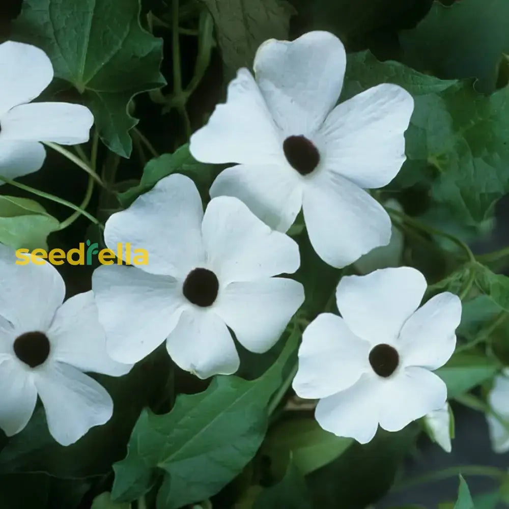 Thunbergia Flower Seeds For Vibrant Garden Planting