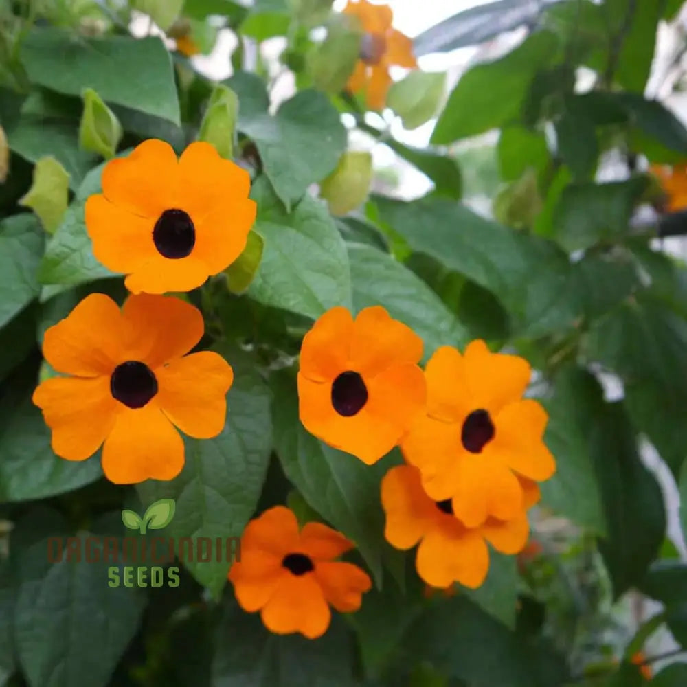 Thunbergia Orange Black Eye Seeds – Elevate Your Gardening Experience With Unique Blooms And