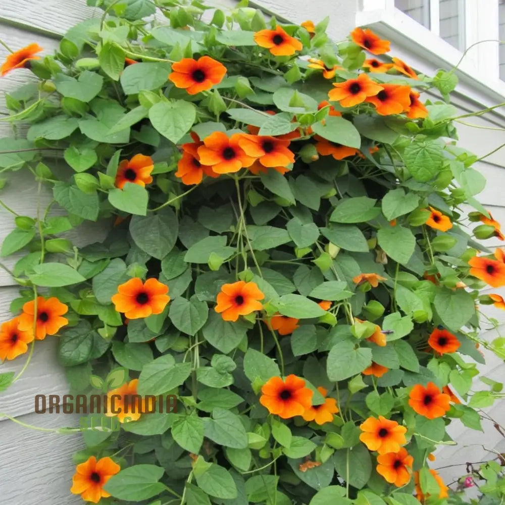 Thunbergia Orange Black Eye Seeds – Elevate Your Gardening Experience With Unique Blooms And