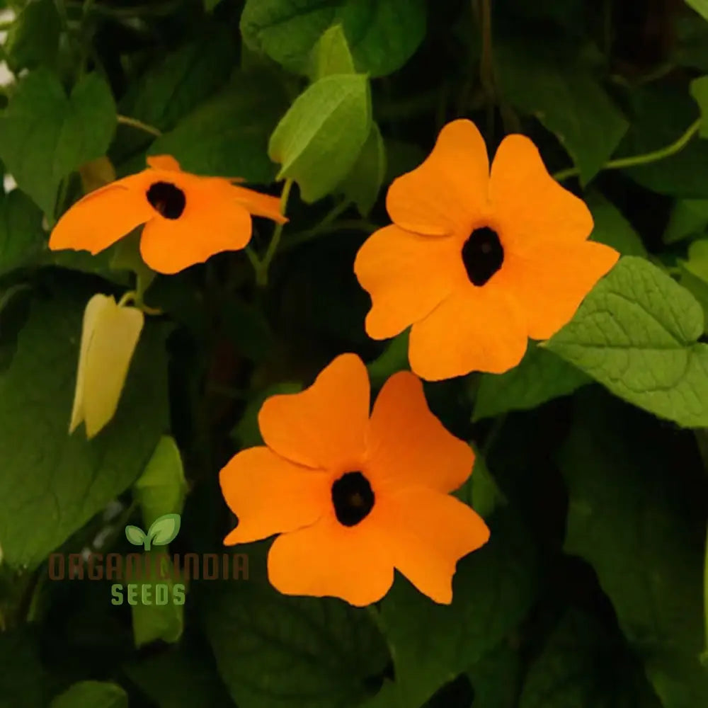 Thunbergia Orange Black Eye Seeds – Elevate Your Gardening Experience With Unique Blooms And