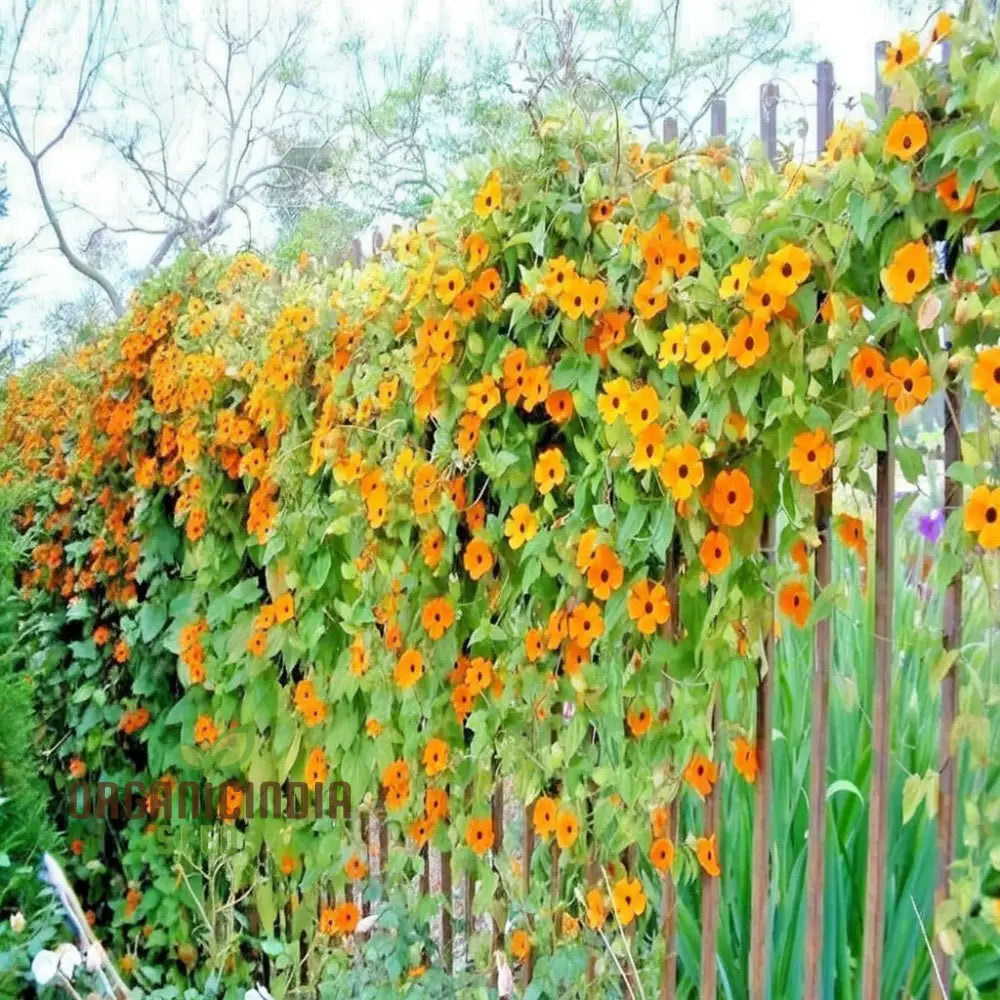 Thunbergia Orange Black Eye Seeds – Elevate Your Gardening Experience With Unique Blooms And