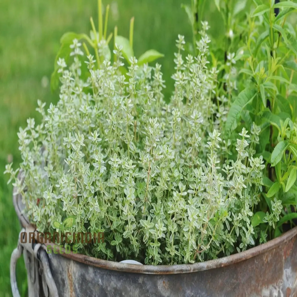 Thyme Planting Seeds Comprehensive And Gardening Guide For Cultivating A Versatile Aromatic Kitchen