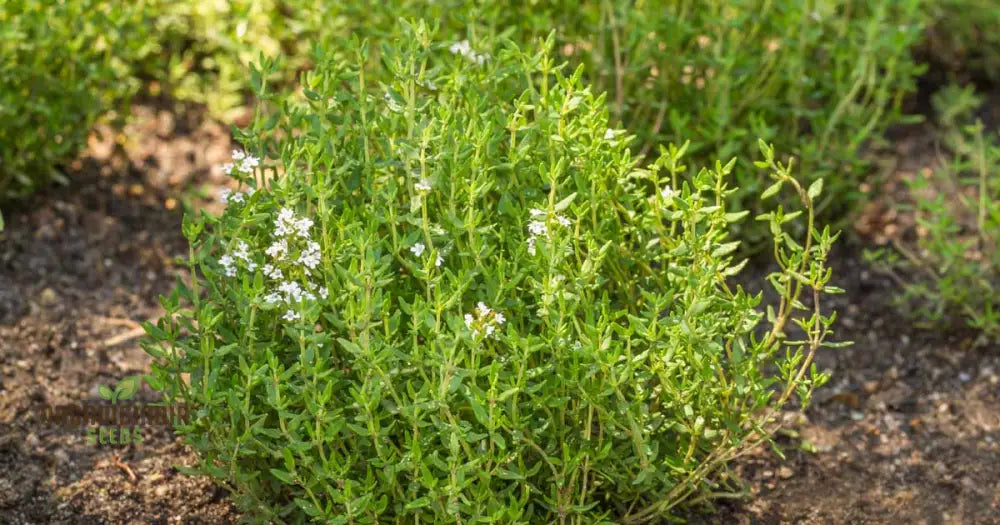 Thyme Seeds - Common For Planting In Your Garden