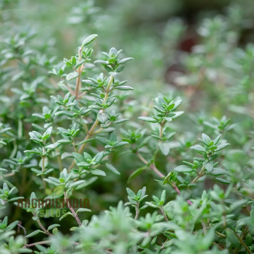 Thyme Seeds - Common For Planting In Your Garden