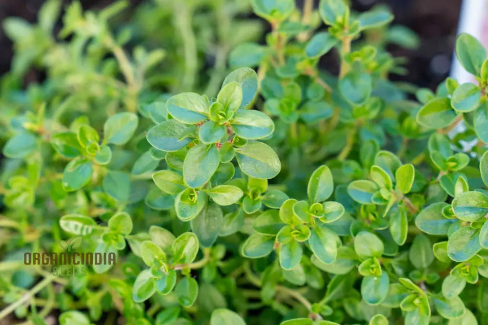 Thyme Seeds - Common For Planting In Your Garden