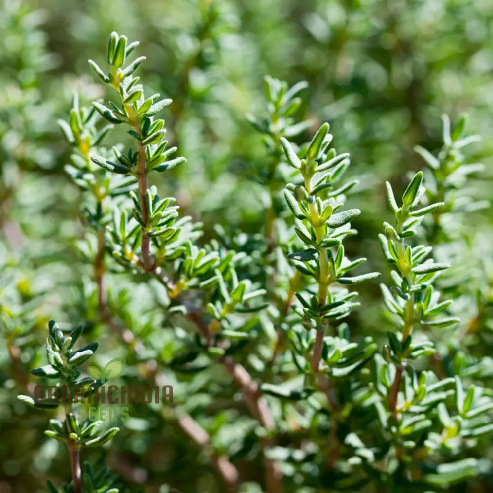 Thyme Seeds For Gardening Enthusiasts – Grow Aromatic Herb Plants With Our High-Quality Non-Gmo