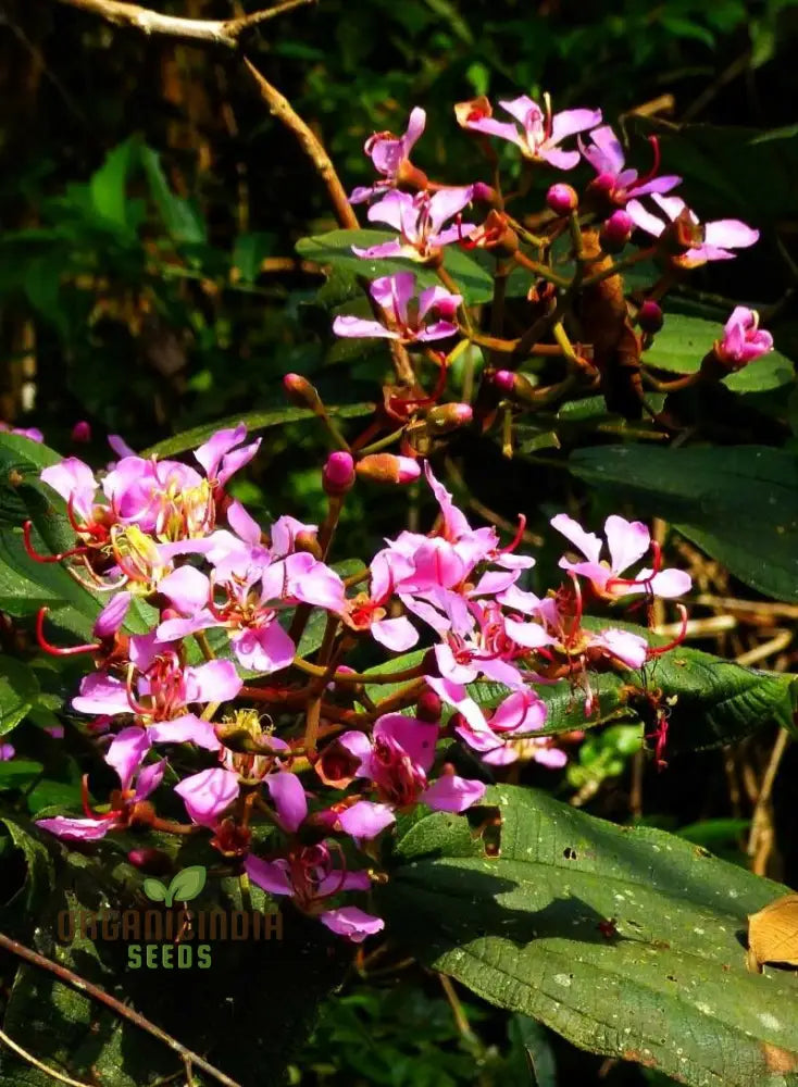 Tibouchina Fraterna Seeds - Exquisite Purple Flowering For Your Garden | Premium Gardening