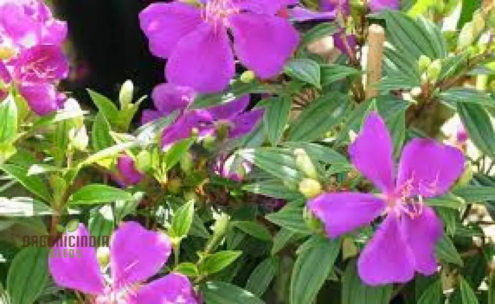 Tibouchina Fraterna Seeds - Exquisite Purple Flowering For Your Garden | Premium Gardening