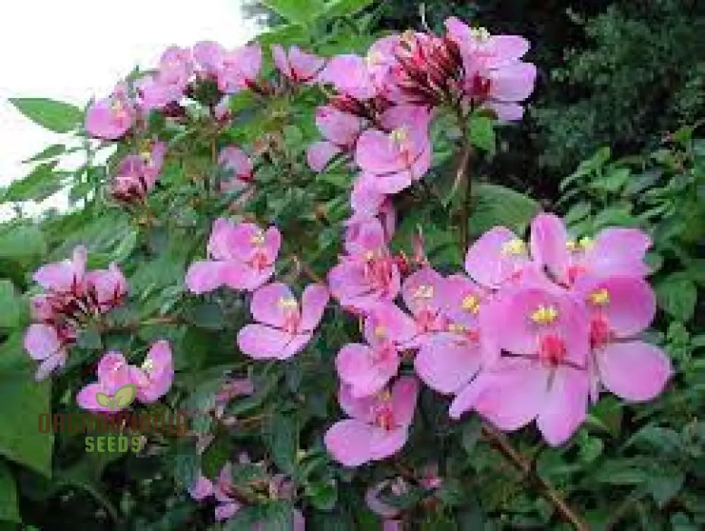 Tibouchina Fraterna Seeds - Exquisite Purple Flowering For Your Garden | Premium Gardening