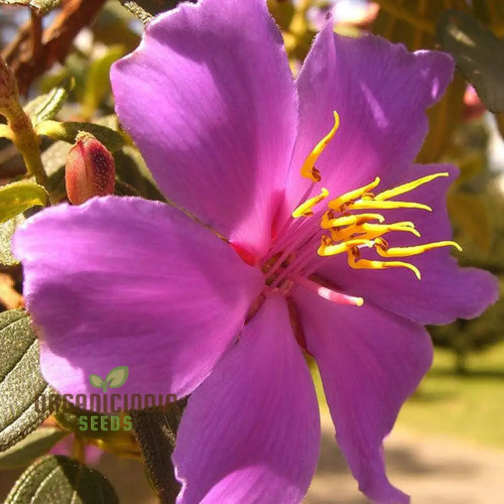 Tibouchina Fraterna Seeds - Exquisite Purple Flowering For Your Garden | Premium Gardening