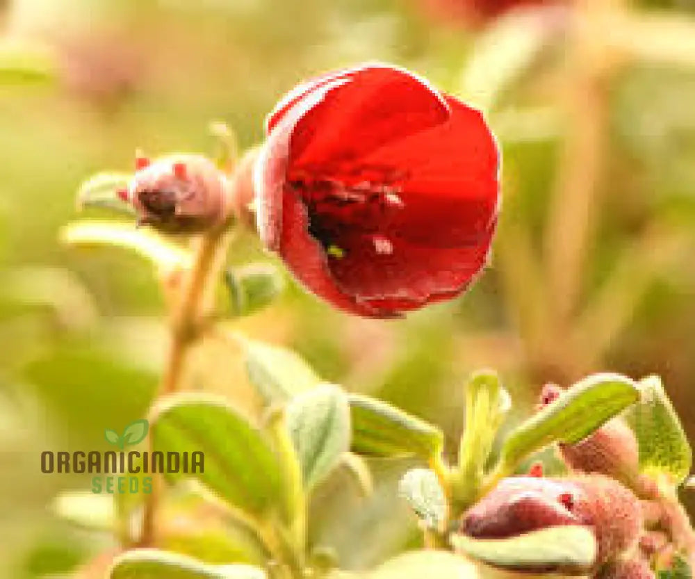 Tibouchina Grossa Seeds - Exotic Purple Princess Flower For Garden Enthusiasts | Buy Rare Brazilian