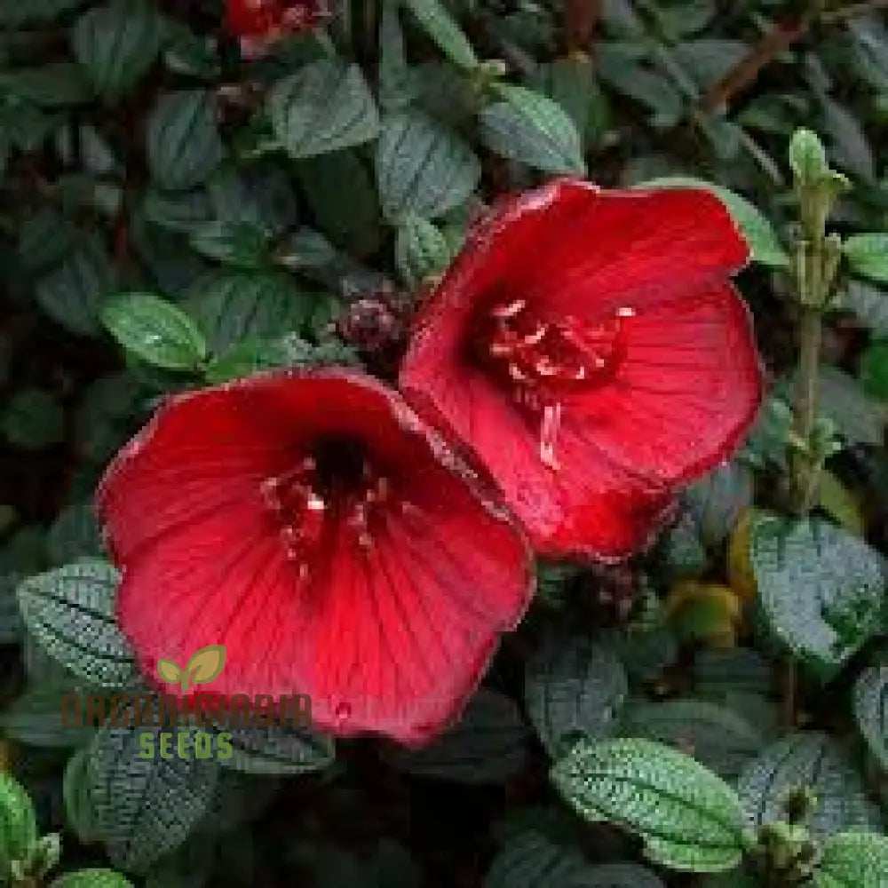 Tibouchina Grossa Seeds - Exotic Purple Princess Flower For Garden Enthusiasts | Buy Rare Brazilian