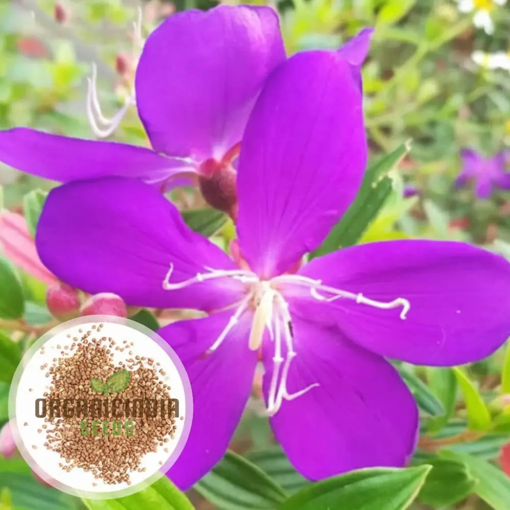 Tibouchina Seecandra Flower Seeds - Vibrant Purple Blooms For Lush Garden Beauty Perennials