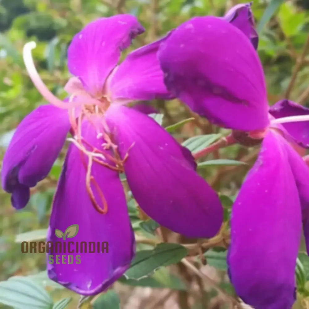 Tibouchina Seecandra Flower Seeds - Vibrant Purple Blooms For Lush Garden Beauty Perennials