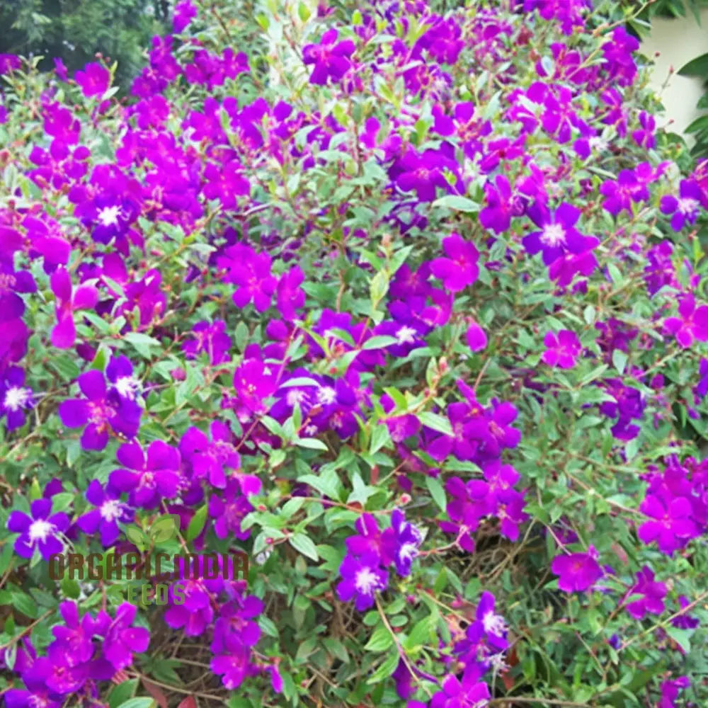 Tibouchina Seecandra Flower Seeds - Vibrant Purple Blooms For Lush Garden Beauty Perennials