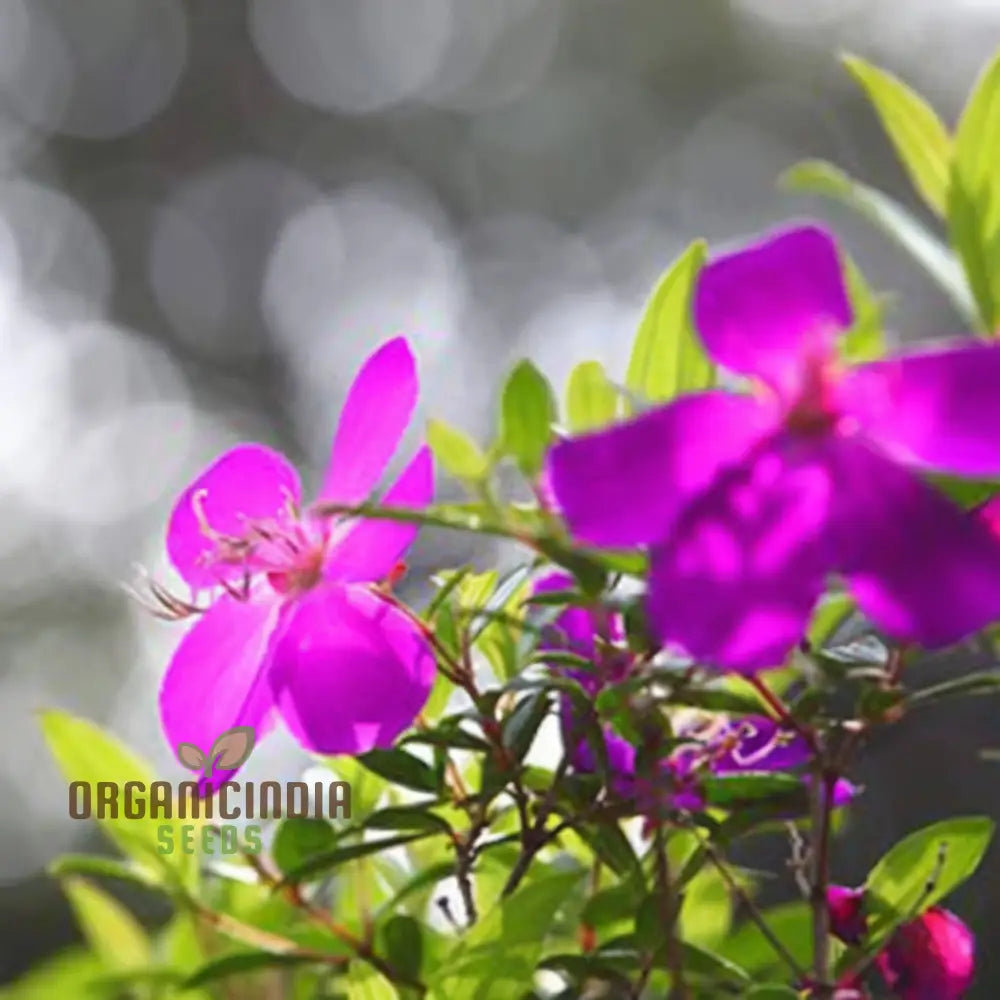 Tibouchina Seecandra Flower Seeds - Vibrant Purple Blooms For Lush Garden Beauty Perennials