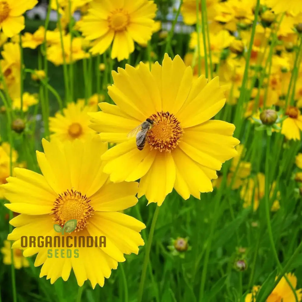 Tickseed Lance-Leaved Coreopsis - Heat & Drought Tolerant Wildflowers For Thriving Gardens |