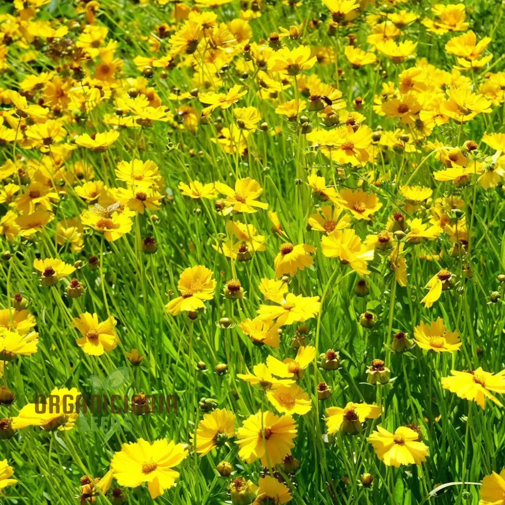 Tickseed Lance-Leaved Coreopsis - Heat & Drought Tolerant Wildflowers For Thriving Gardens |