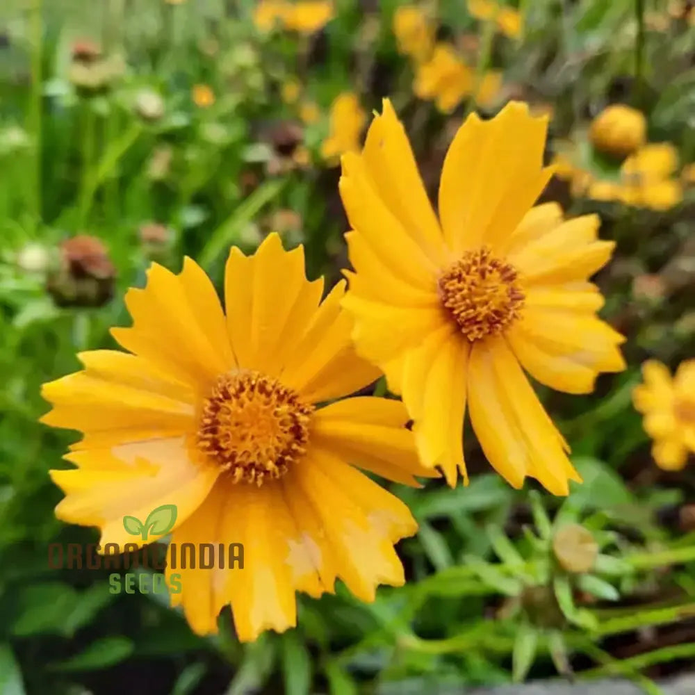 Tickseed Lance-Leaved Coreopsis - Heat & Drought Tolerant Wildflowers For Thriving Gardens |