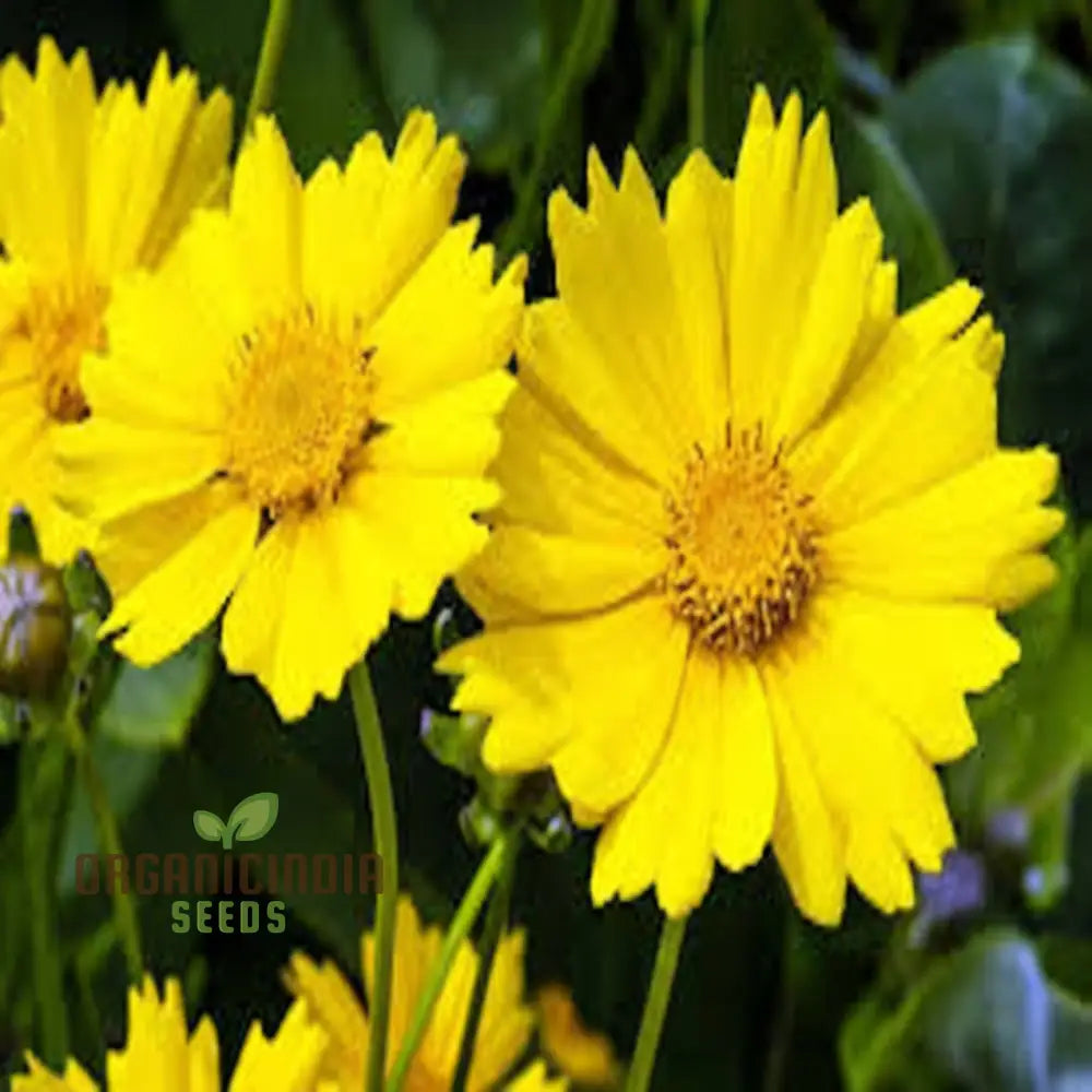 Tickseed Lance-Leaved Coreopsis - Heat & Drought Tolerant Wildflowers For Thriving Gardens |