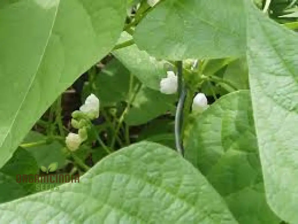 Tiger’s Eye Bean Seeds For Planting: Rare Heirloom Gardening Delight With Stunning Visual Appeal