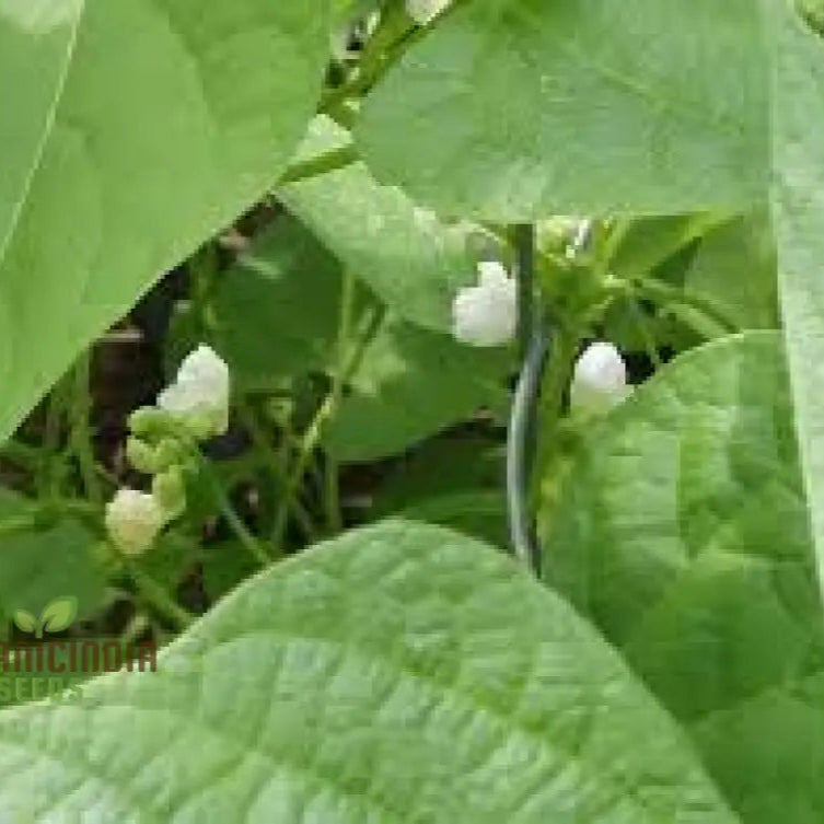 Tigerâ€™s Eye Bean Seeds For Planting: Rare Heirloom Gardening Delight With Stunning Visual Appeal