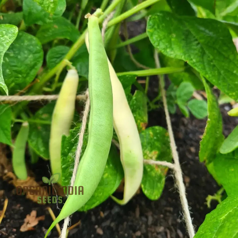 Tiger’s Eye Bean Seeds For Planting: Rare Heirloom Gardening Delight With Stunning Visual Appeal