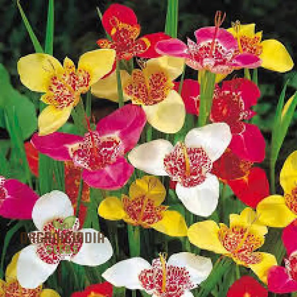 Tigridia Pavonia Mixed Colours Seeds - Exotic Gardening For Vibrant Summer Blooms