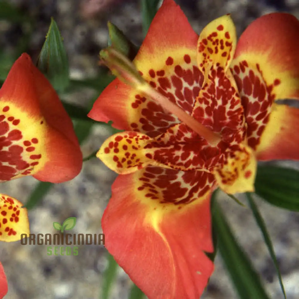 Tigridia Pavonia Mixed Colours Seeds - Exotic Gardening For Vibrant Summer Blooms