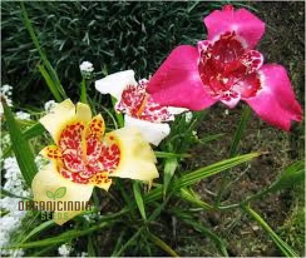 Tigridia Pavonia Mixed Colours Seeds - Exotic Gardening For Vibrant Summer Blooms