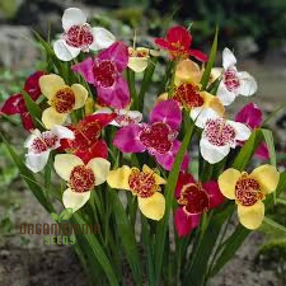 Tigridia Pavonia Mixed Colours Seeds - Exotic Gardening For Vibrant Summer Blooms