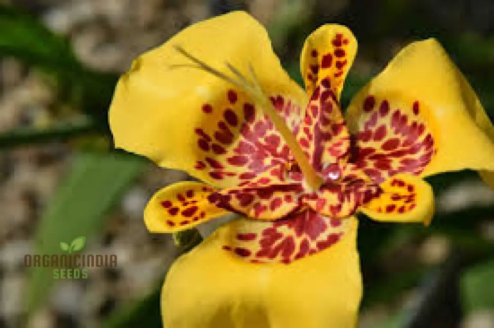 Tigridia Pavonia Yellow Flower Seeds - Exotic Garden For Summer Blooms And Gardening Enthusiasts