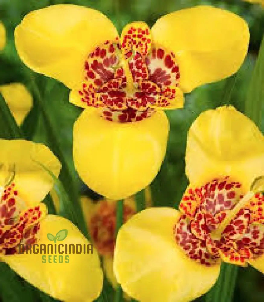 Tigridia Pavonia Yellow Flower Seeds - Exotic Garden For Summer Blooms And Gardening Enthusiasts