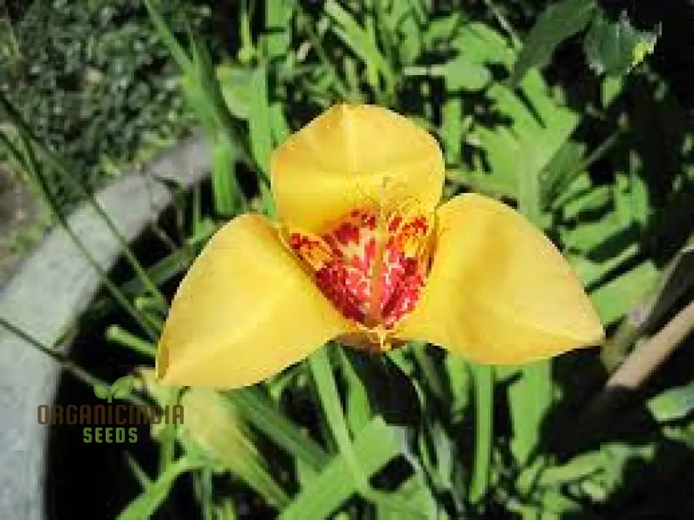 Tigridia Pavonia Yellow Flower Seeds - Exotic Garden For Summer Blooms And Gardening Enthusiasts