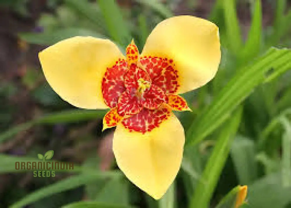 Tigridia Pavonia Yellow Flower Seeds - Exotic Garden For Summer Blooms And Gardening Enthusiasts